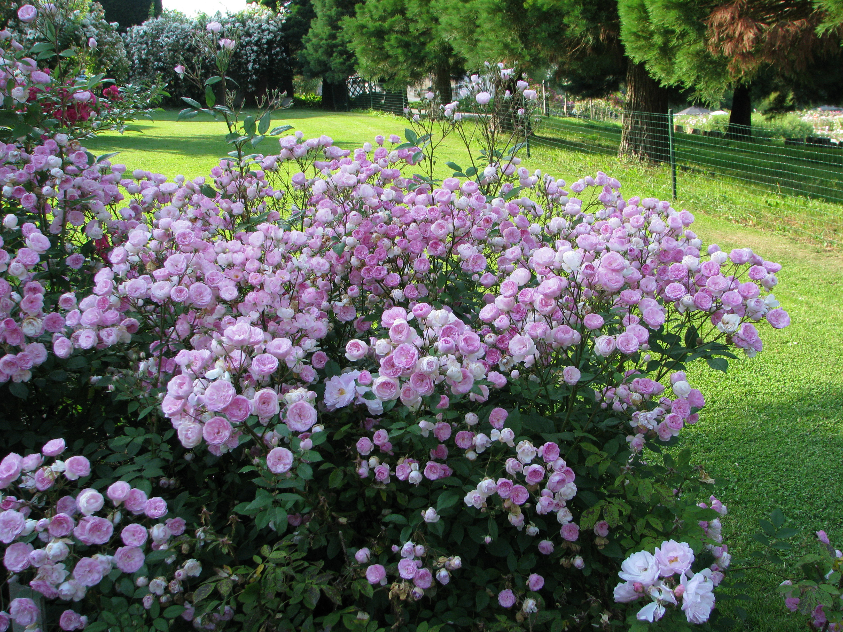 Rosen-Ausflüge durch die Ettenbühler Gärten im April