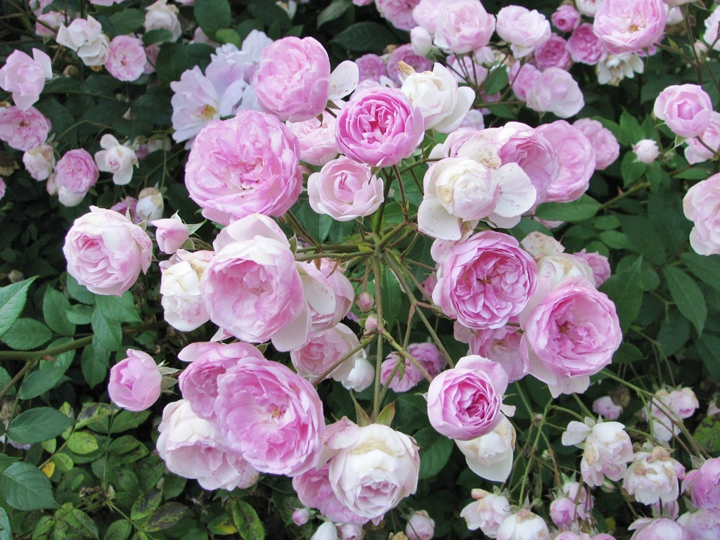 Rosen-Ausflüge durch die Ettenbühler Gärten im Juni