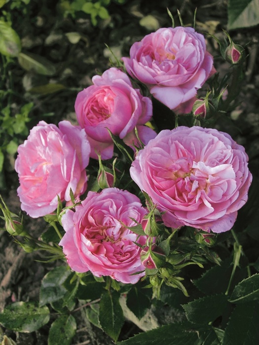 Rosen-Ausflüge durch die Ettenbühler Gärten im Juli