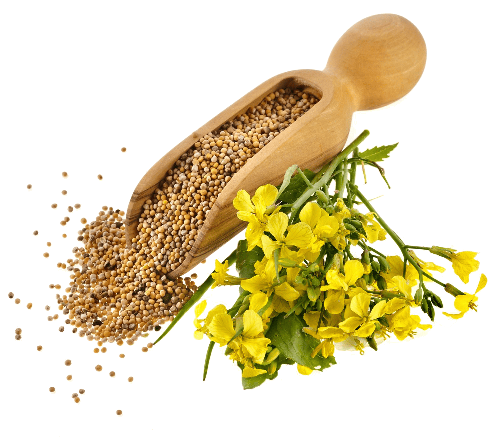 Senf-Workshop mit Albi von Felten