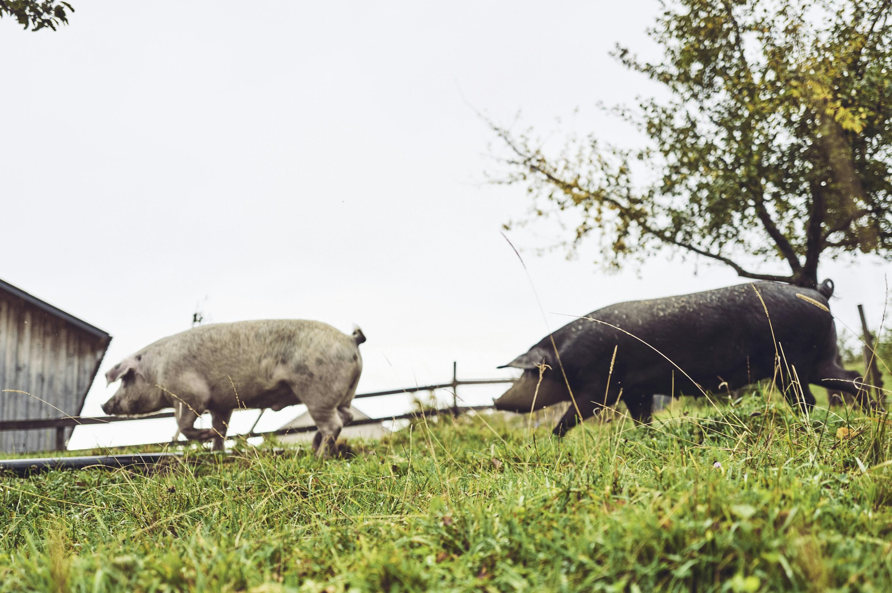 Metzgete vom Trimbacher Horn-Schweinchen