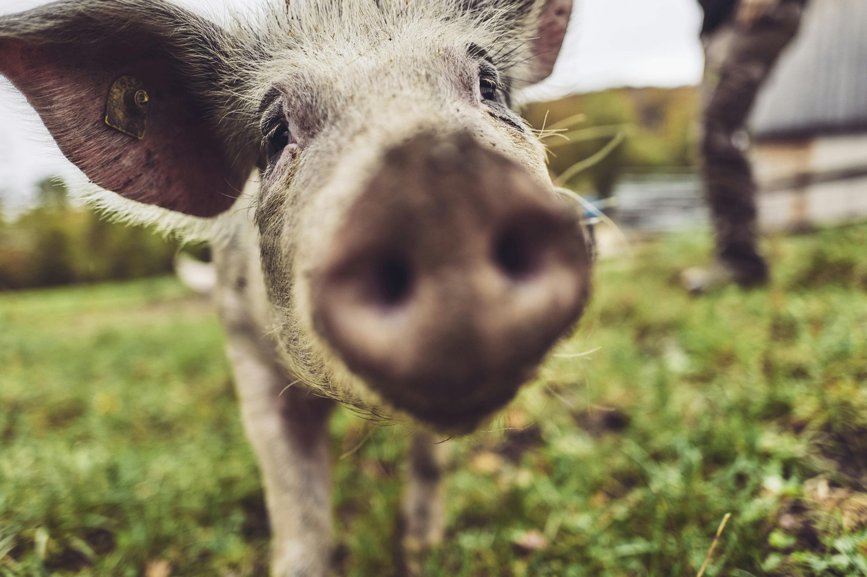 Metzgete vom Trimbacher Horn-Schweinchen