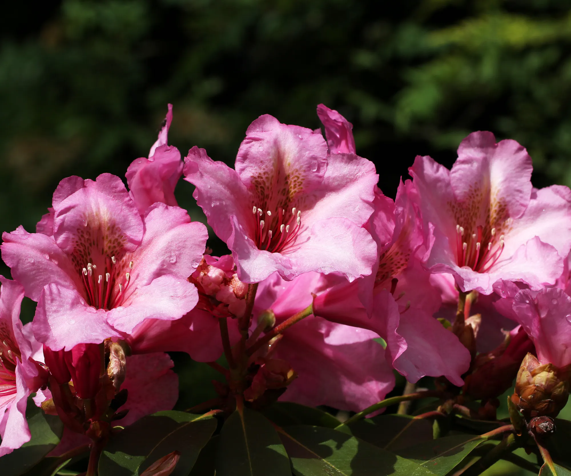 Rhodo 2027 blühendes Stadtspektakel