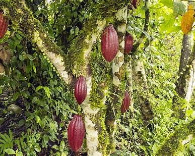 Schokoladen Blindverkostung