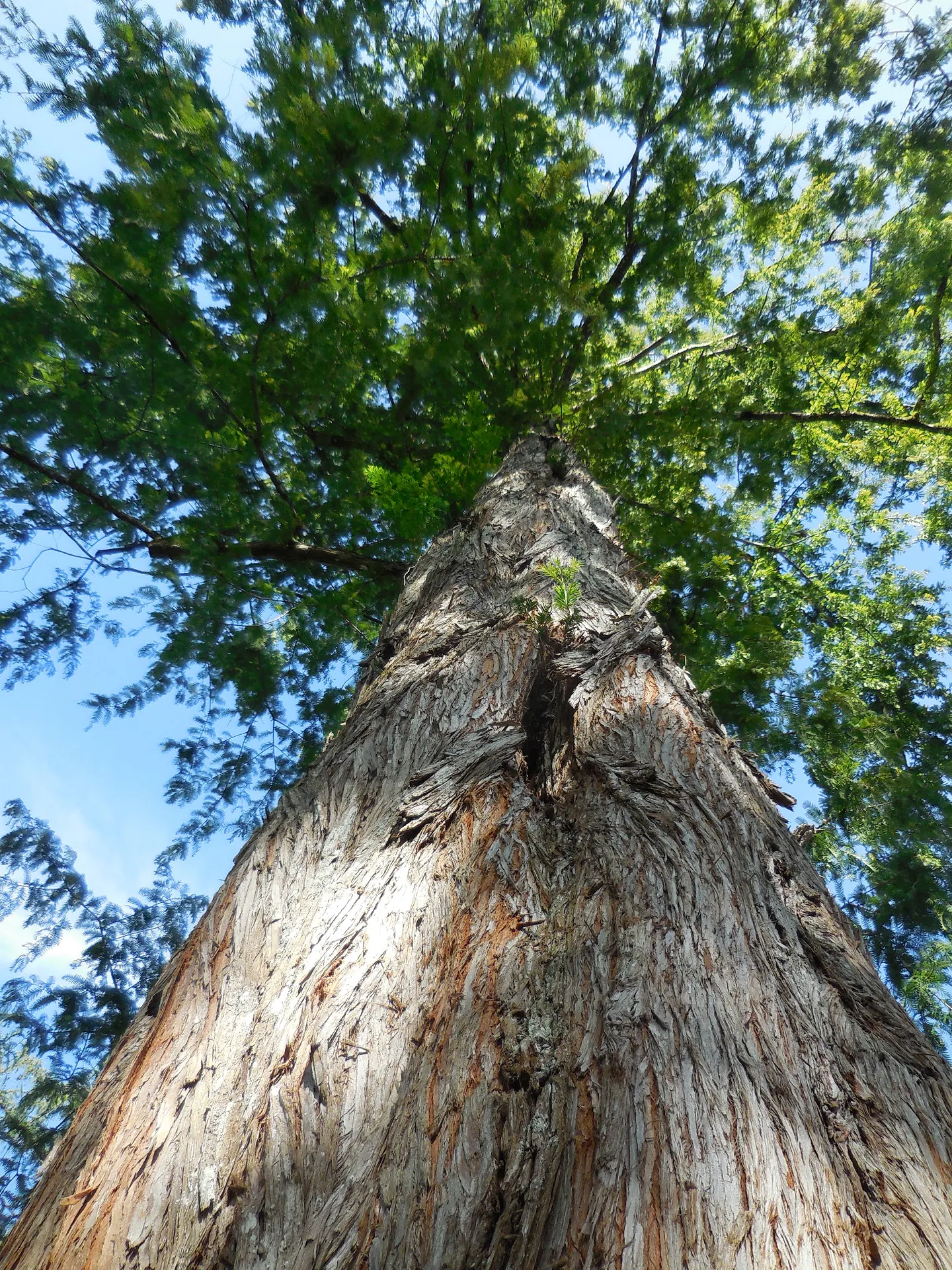 Tag des Baumes – Öffentliche Führung 10.30 Uhr