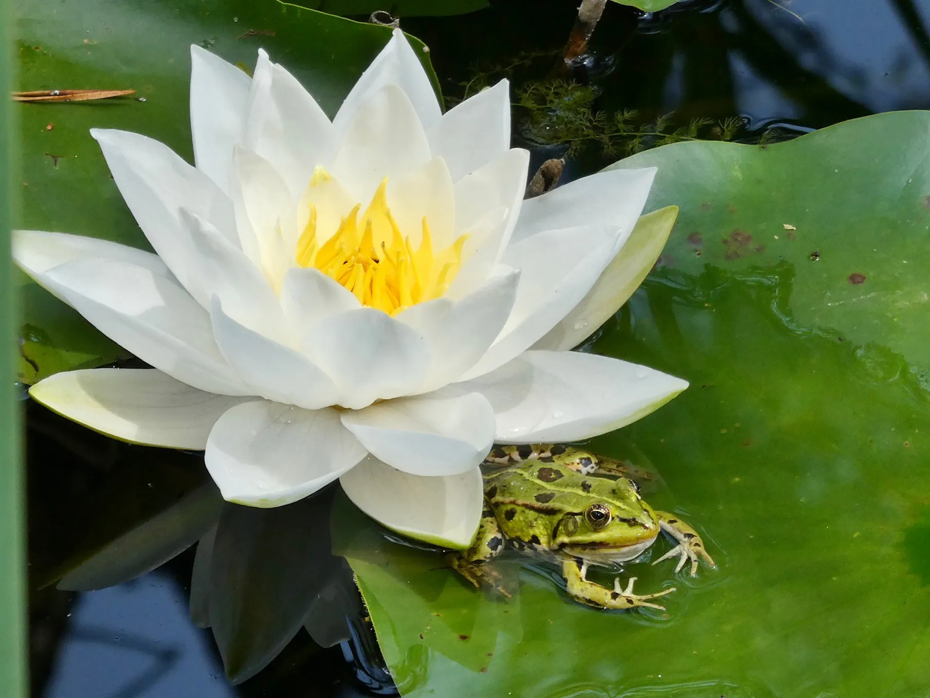 Gutschein: Saisonkarte