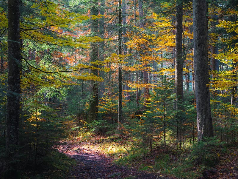 Klangkino - Der Wald als Klangdom-Erfahrung
