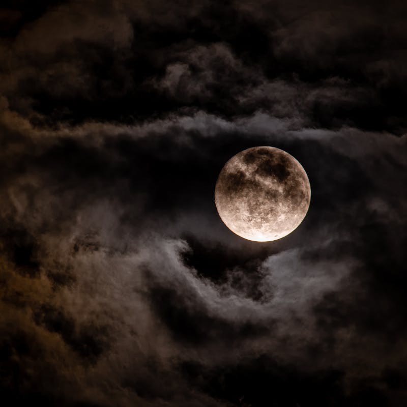 Loup-garou grandeur nature