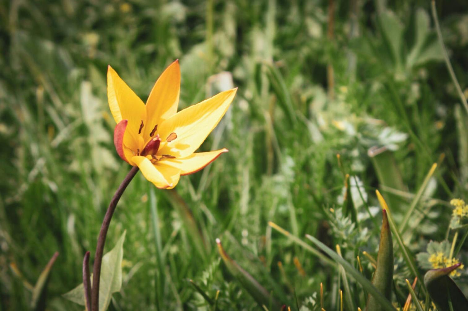 Tulpenwanderung Törbel