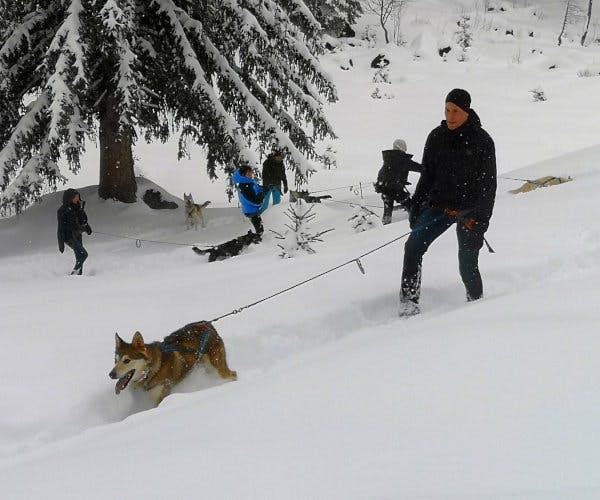 Huskytrekking Schnuppertour