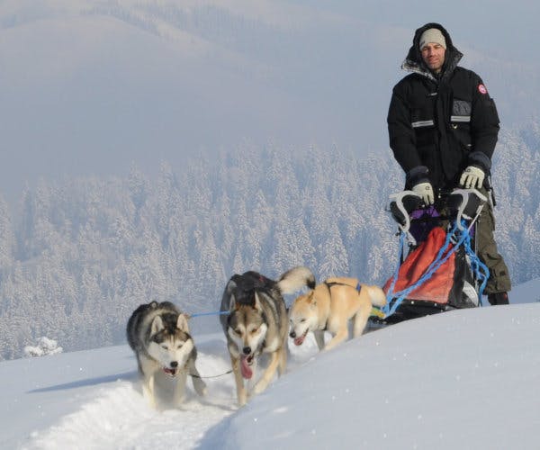 Schlittenhunde Tagestour