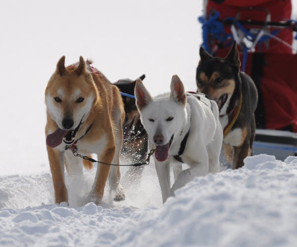 Husky Halbtagestour