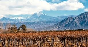 Discover the "new world" in the world of wine