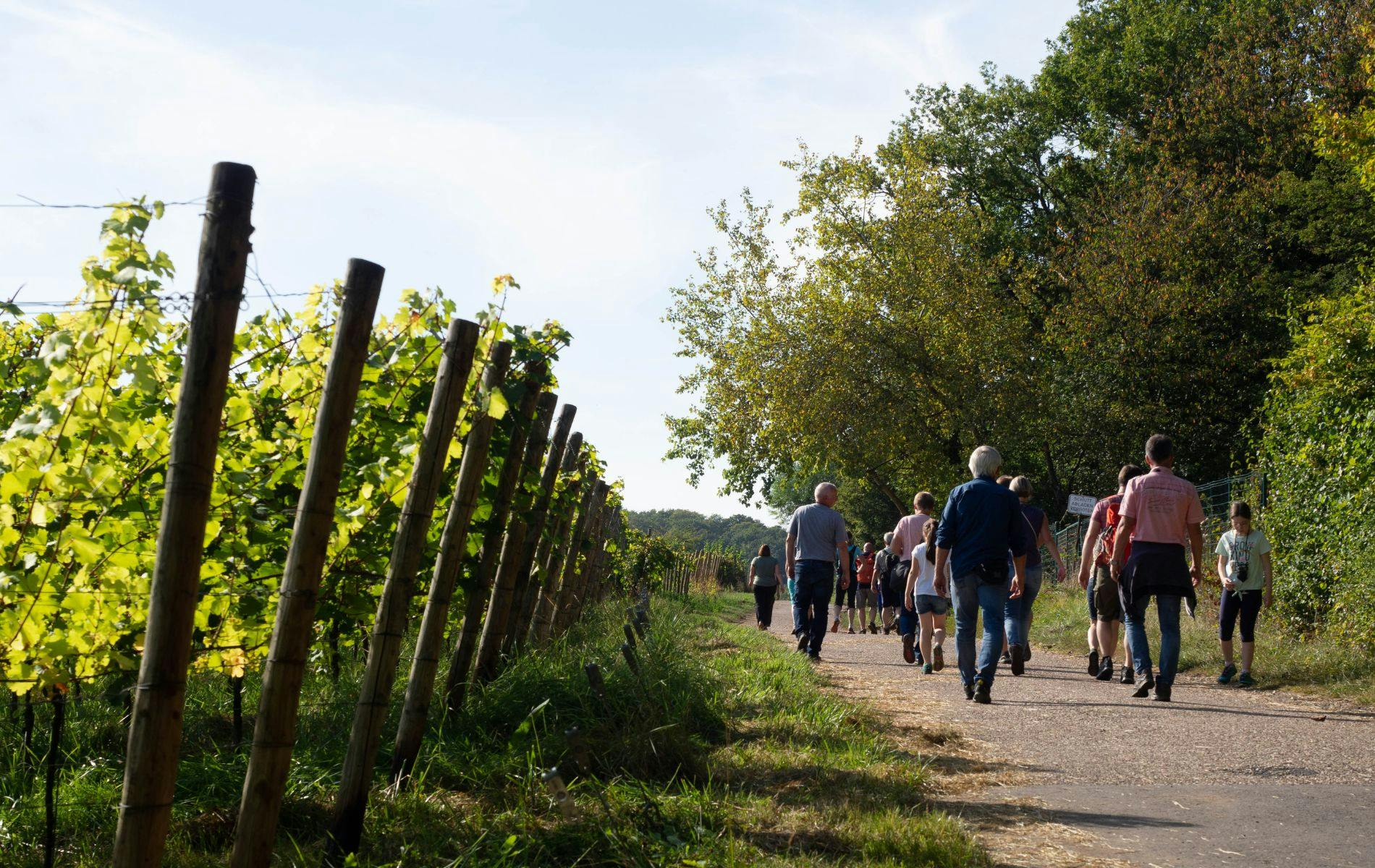 Weinwanderung