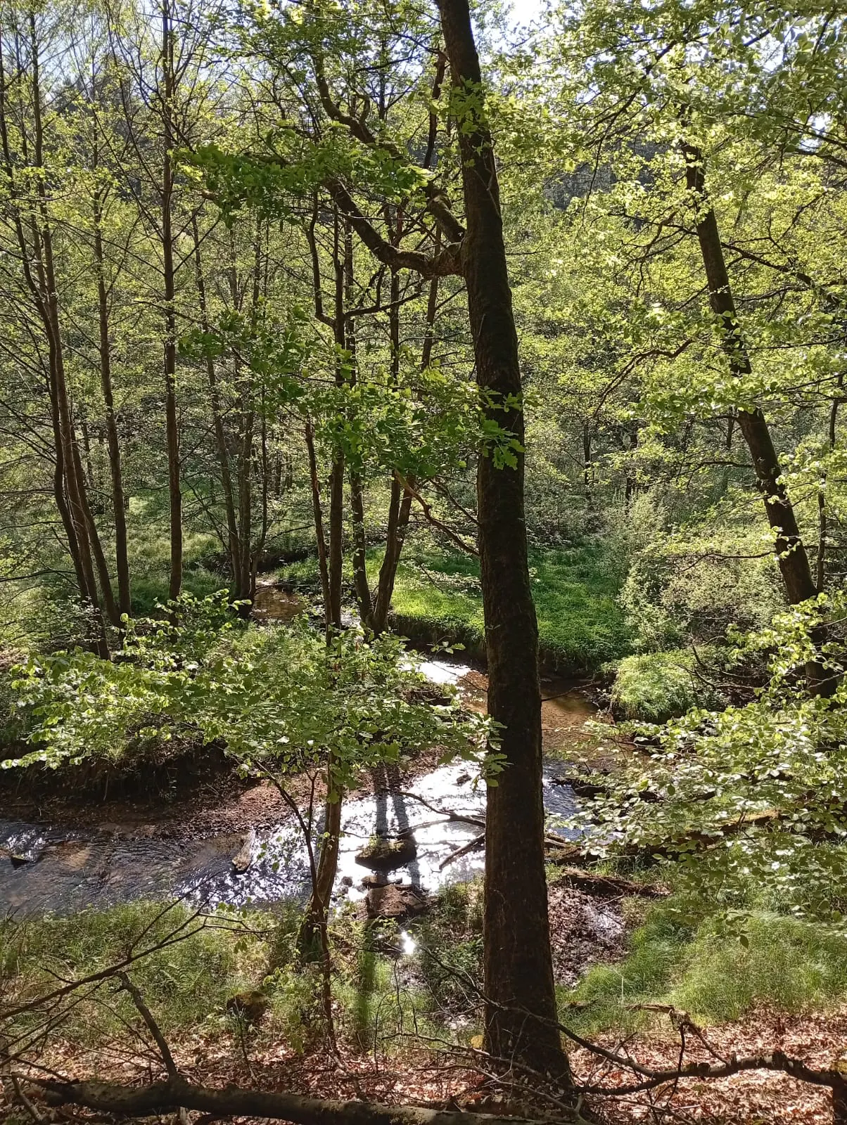 Wald-Resonanz und Sonntags-Genuss