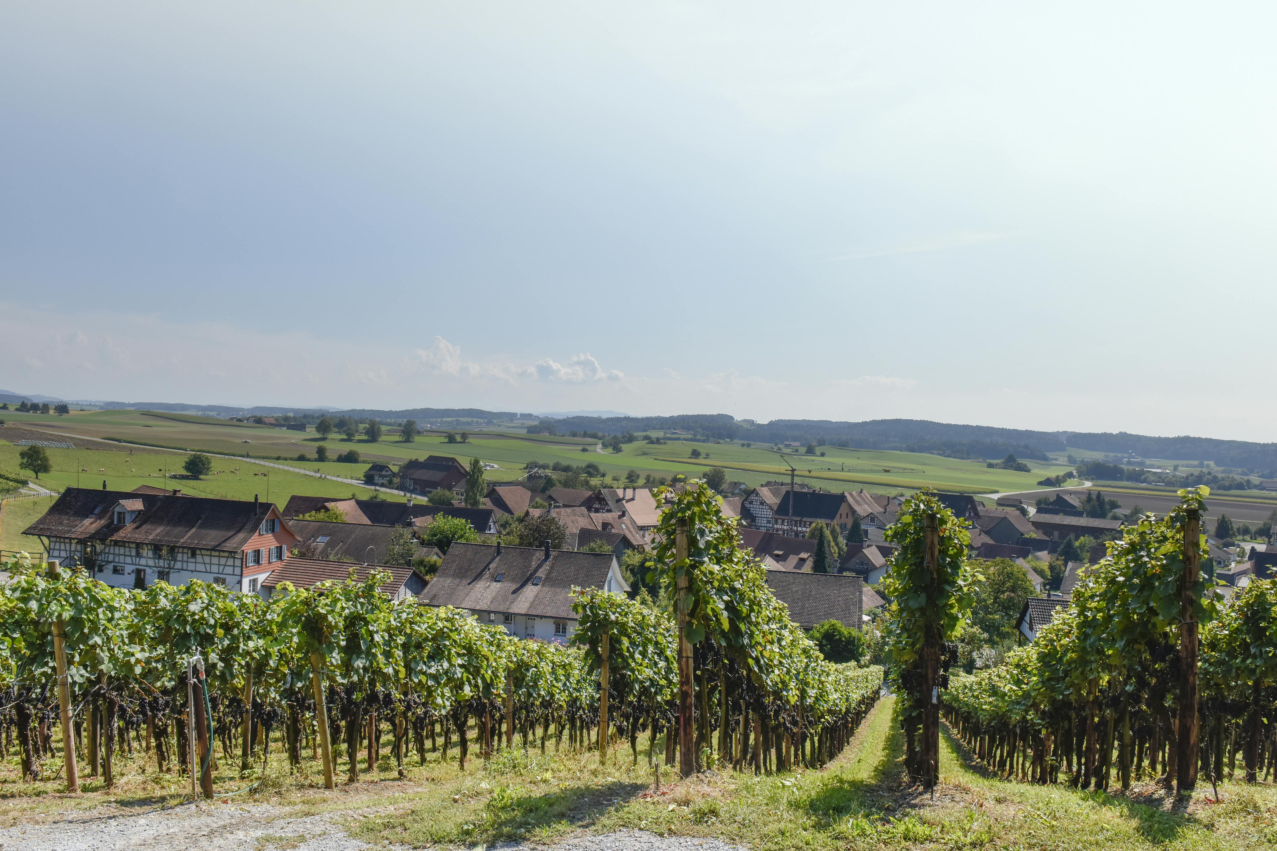 Wein im Rebberg Samstag