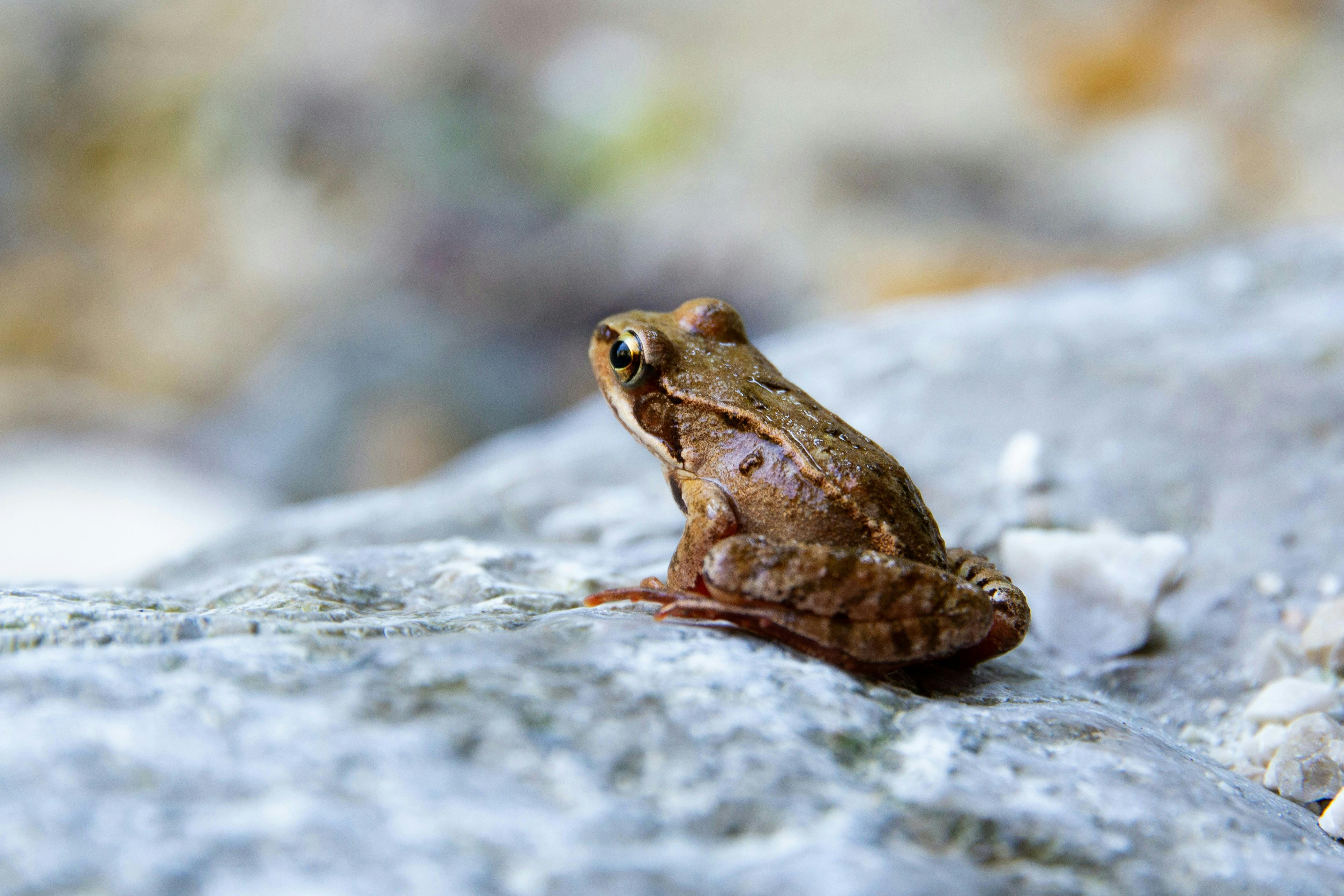 Vortrag Wildtierarchitektur