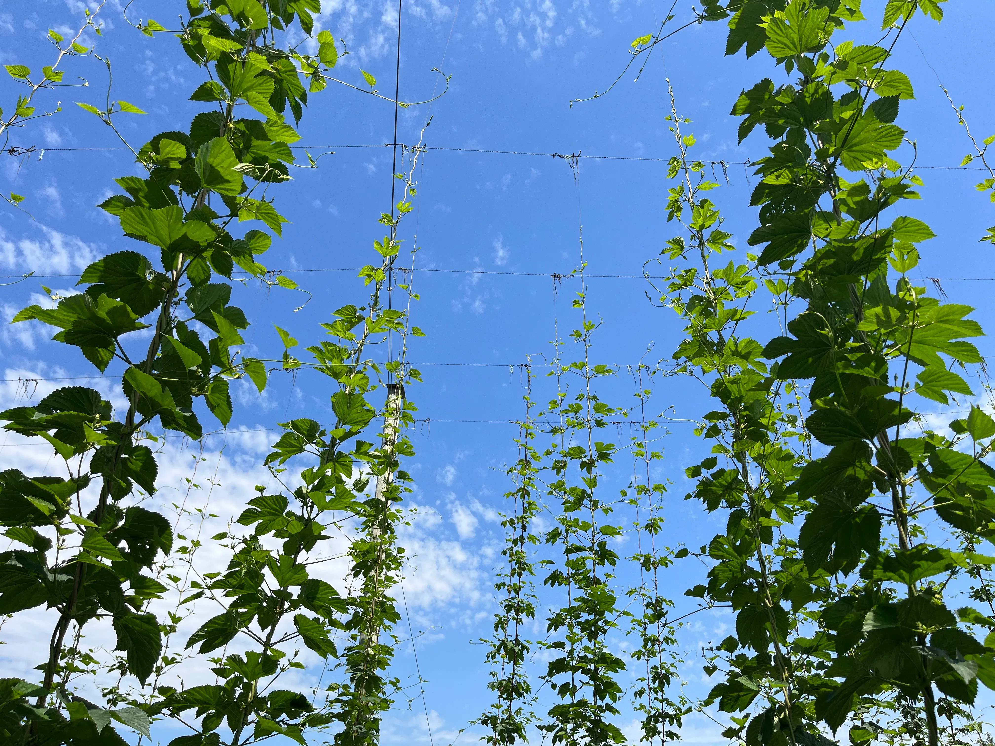 Hopfenwanderweg durch Stammheim