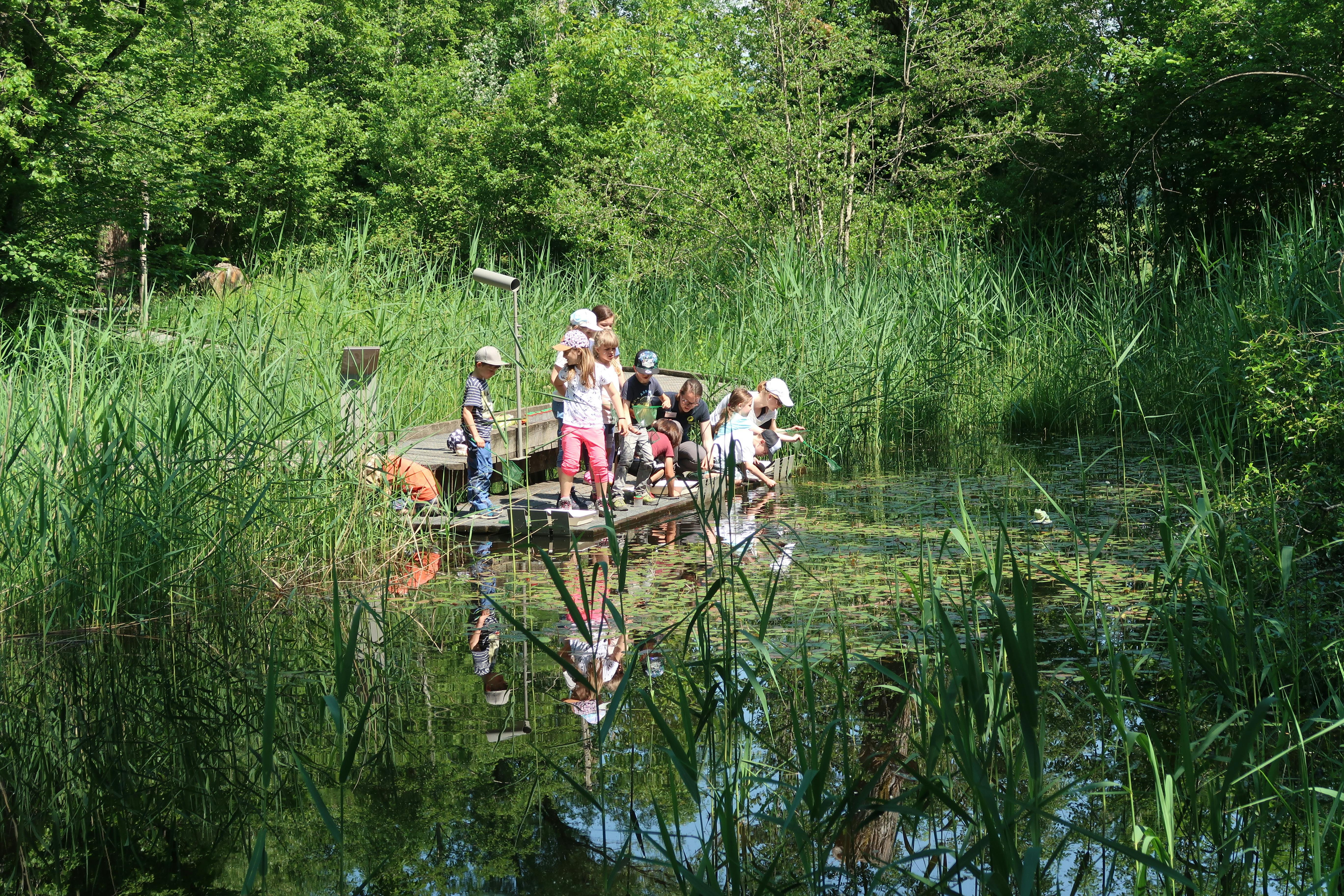 Biodiversität im Tümpel