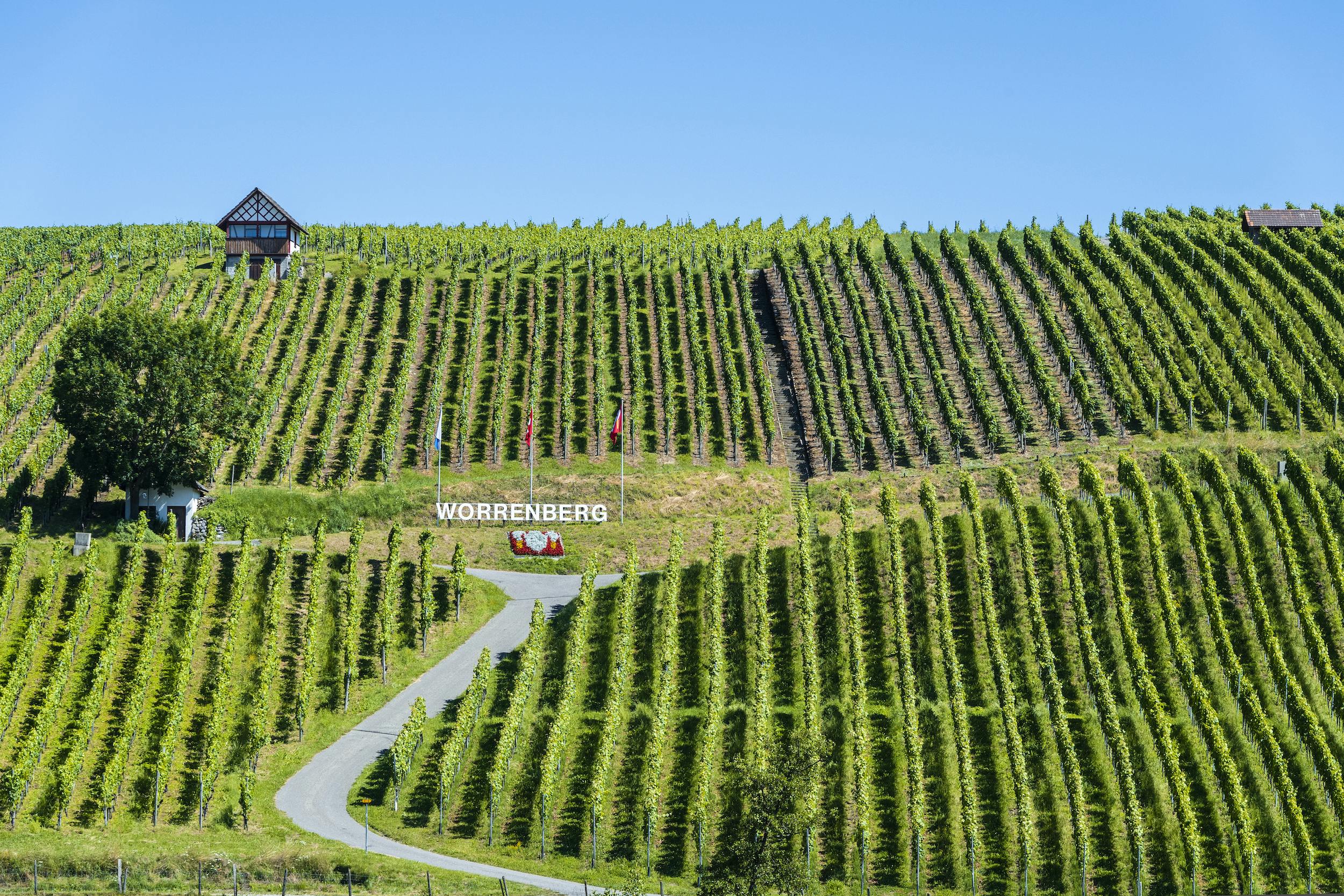 Mit dem Wine-Bag auf dem Weinwanderweg im Flaachtal