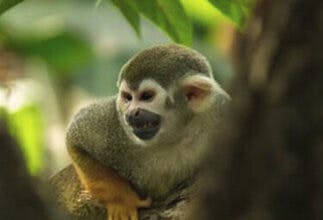 Geburtstags-Package KLETTERÄFFLI 8 bis 11jährig