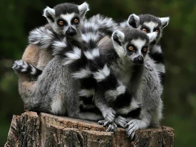 Geburtstags-Package LEMUREN 12 bis 17jährig