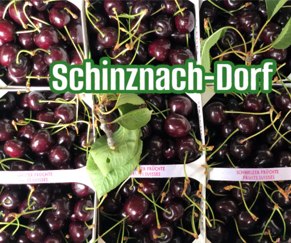 Hochstamm-Chriesi - Gartencenter Zulauf Schinznach-Dorf