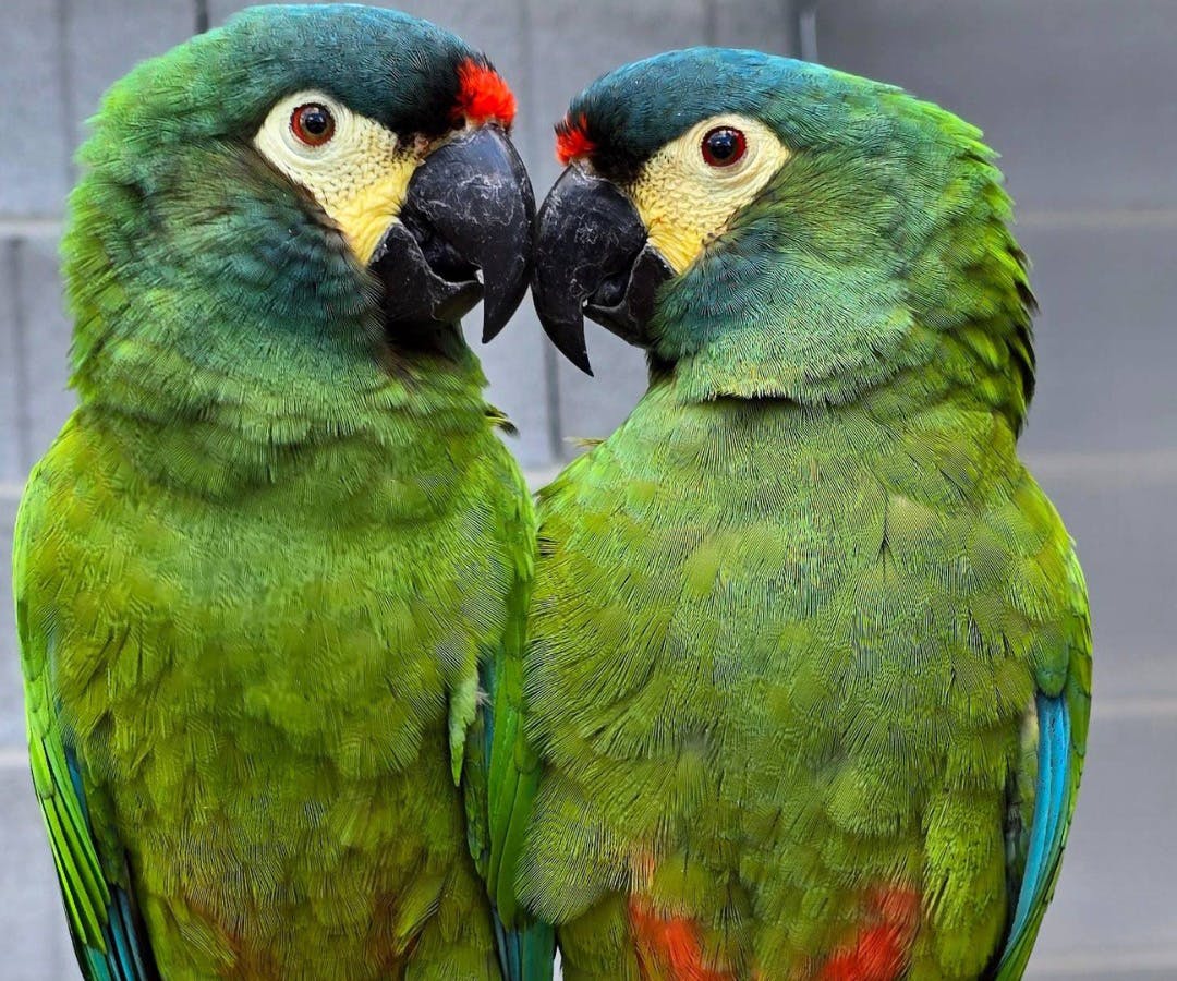 Gutschein für ein Fotosafari