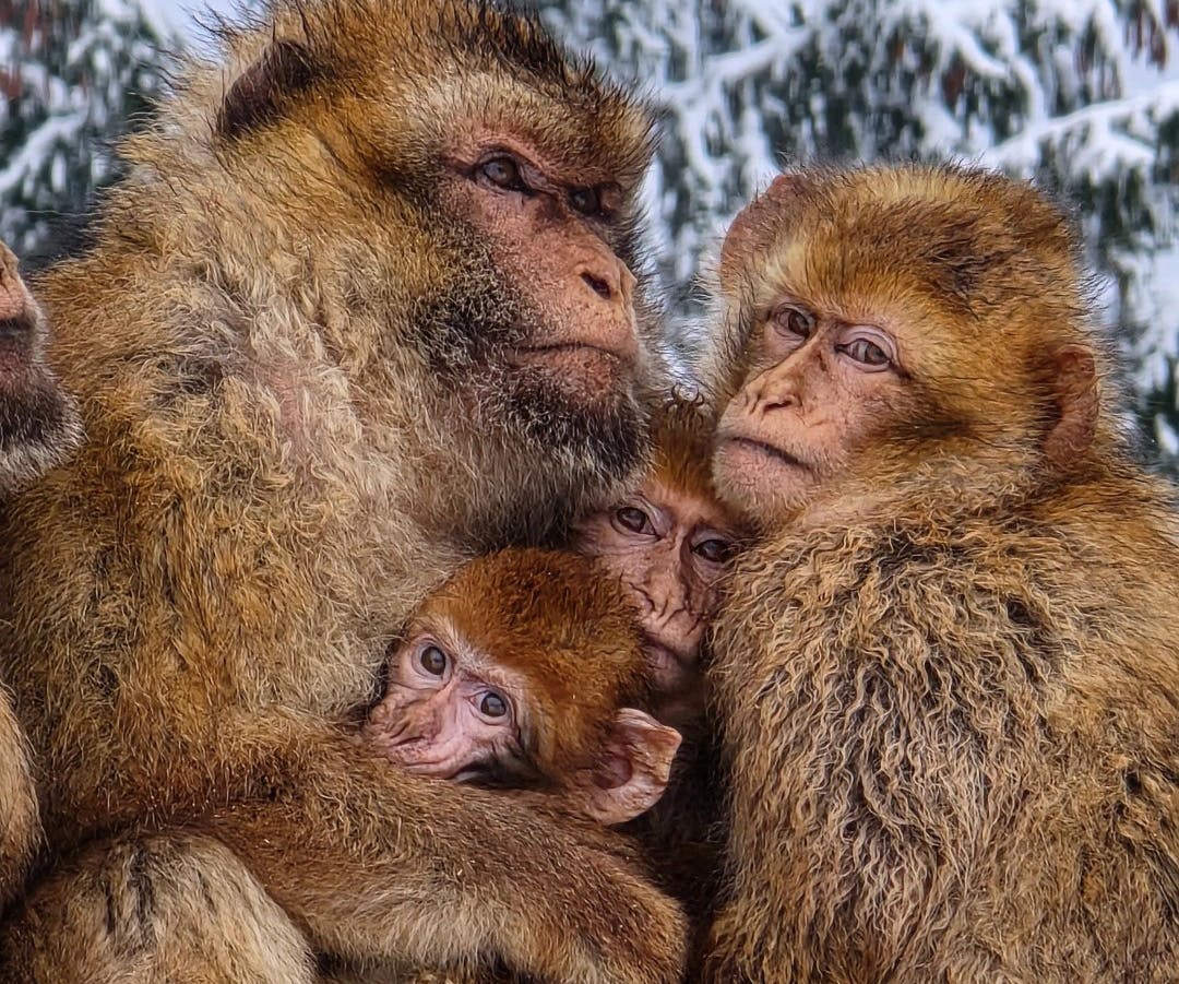 Gutschein für ein Jahresabo