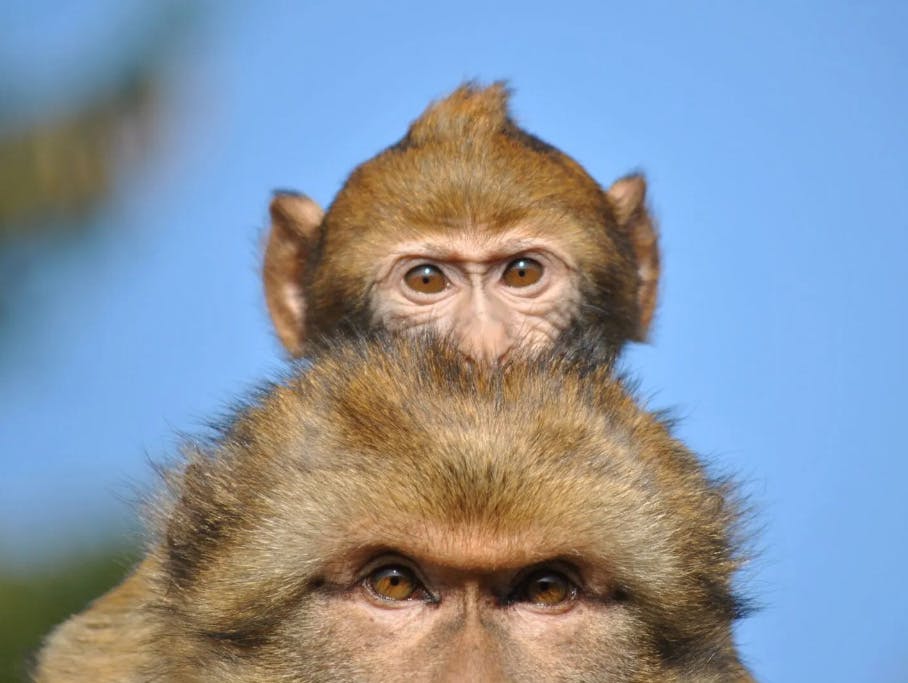 Gutschein für eine Berberaffen-Fütterung