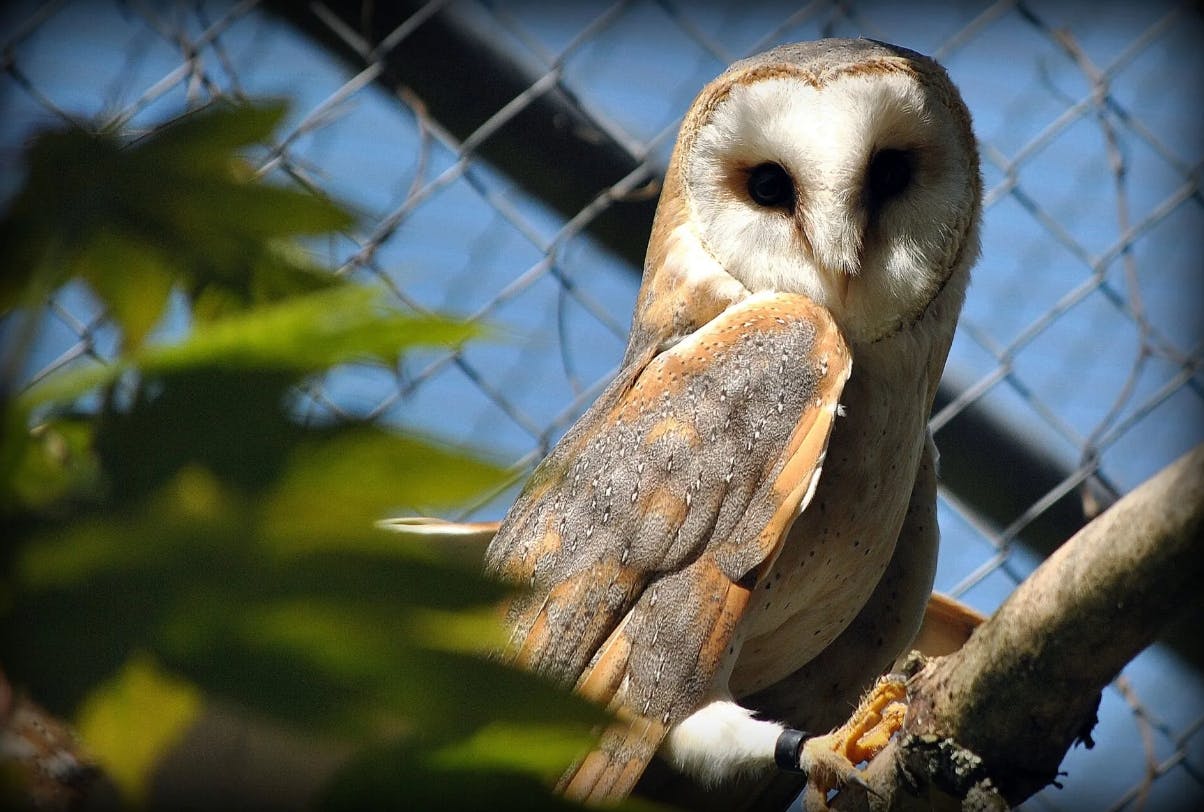Gutschein für den Zoo-Eintritt