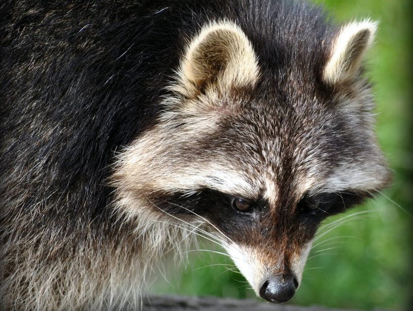 Gutschein für eine Waschbären-Fütterung
