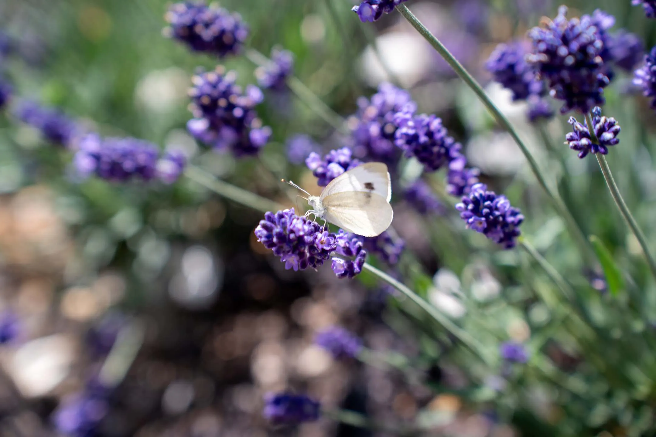 Muttertags-Brunch 10. Mai 2026